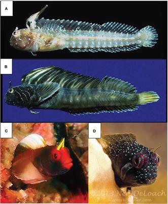 Behavioral drive and morphological amplification of an aggressive display